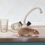 Simple Ways to Get Rid of Mice in Brooks!