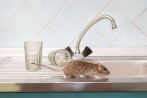 Simple Ways to Get Rid of Mice in…