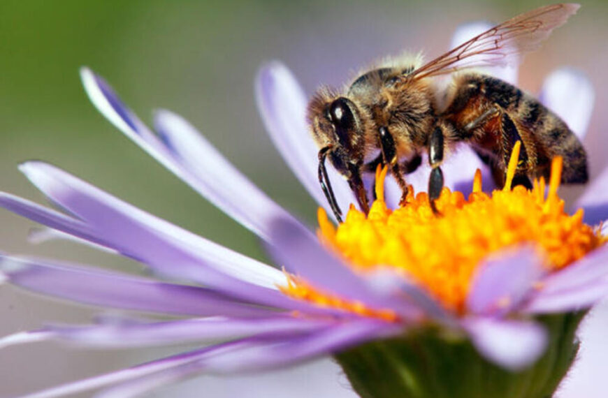 How Wildflowers Help Save Bees and Other Pollinators