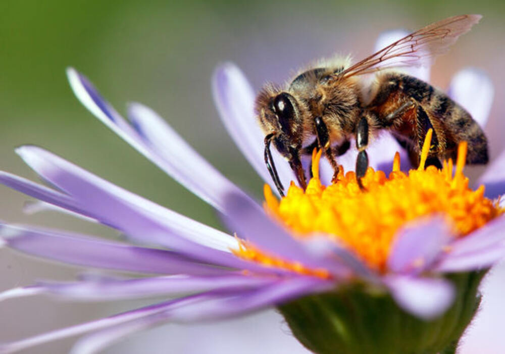 How Wildflowers Help Save Bees and Other Pollinators